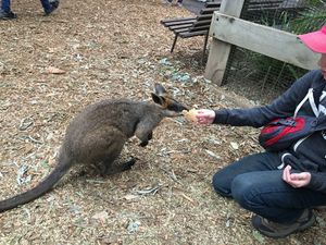 Feeding Kangaroos